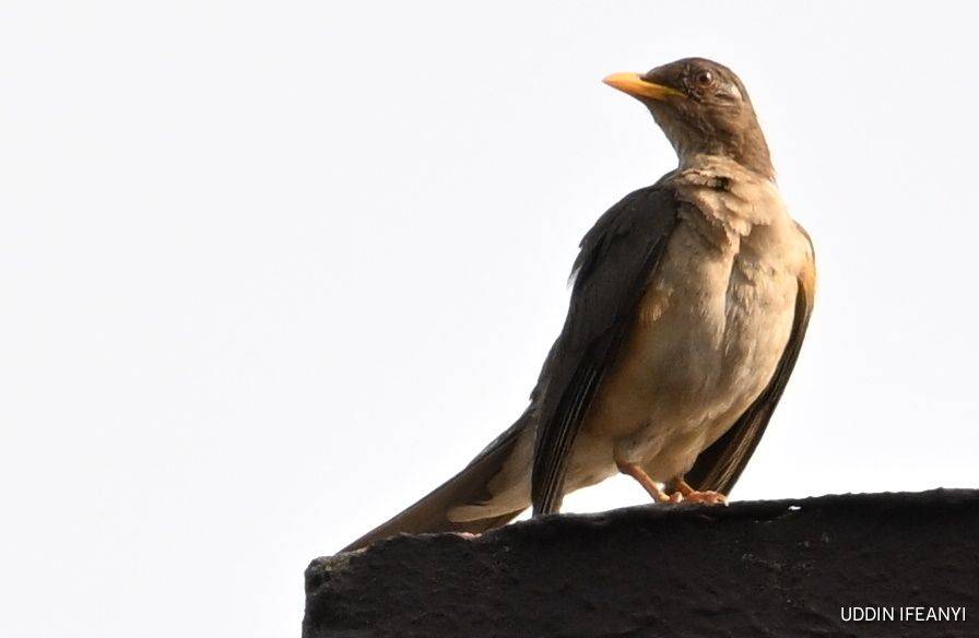 Birds of Lagos (African Thrush - Turdus pelios).
#BirdsOfLagos