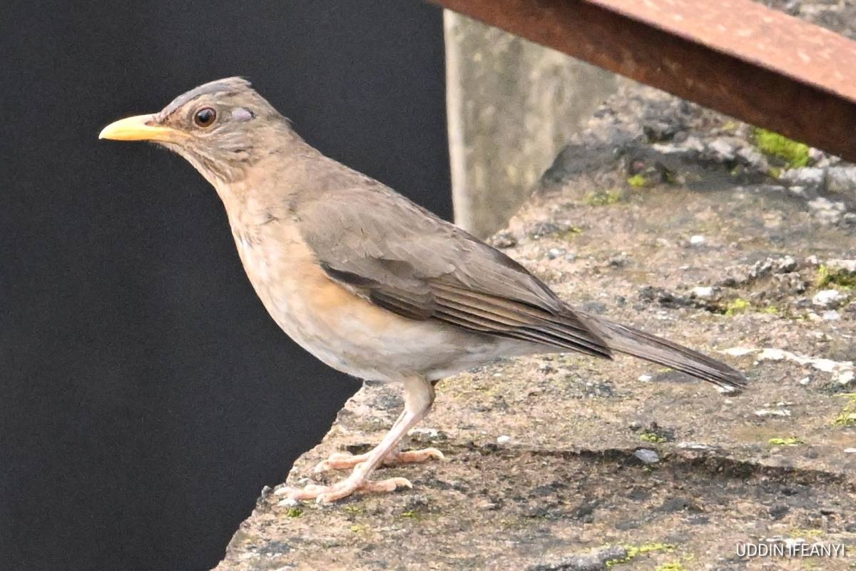 Birds of Lagos (African Thrush - Turdus pelios).
#BirdsOfLagos