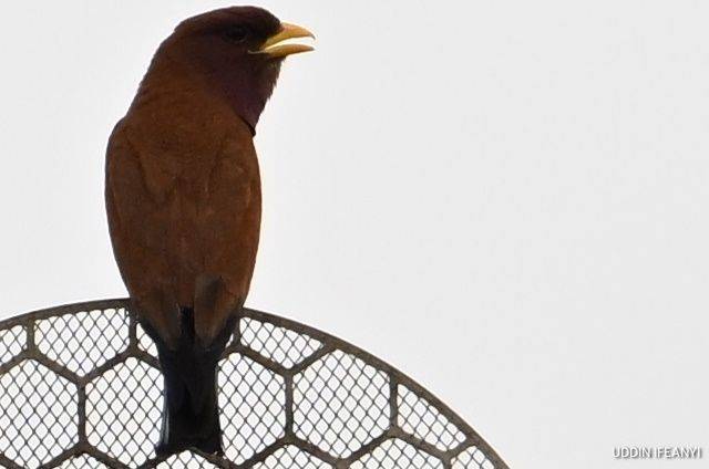 Birds of Lagos (Broad-billed Roller - Eurystomus glaucurus).
#BirdsOfLagos
