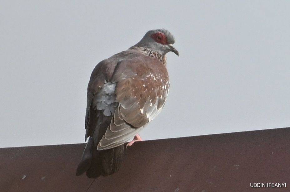 Birds of Lagos (Speckled Pigeon - Columba guinea).
#BirdsOfLagos