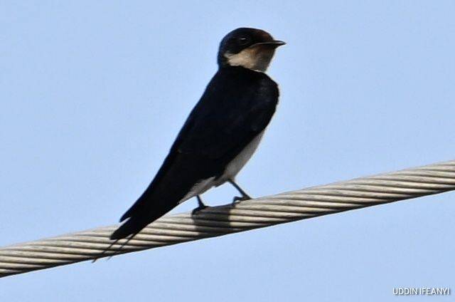 Birds of Lagos (Ethiopian swallow - Hirundo aethiopica).
#BirdsOfLagos