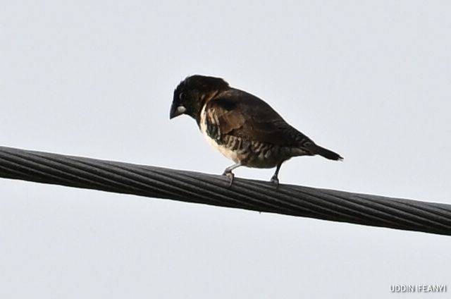 Birds of Lagos (Bronze Mannikin - Spermestes cucullata).
#BirdsOfLagos