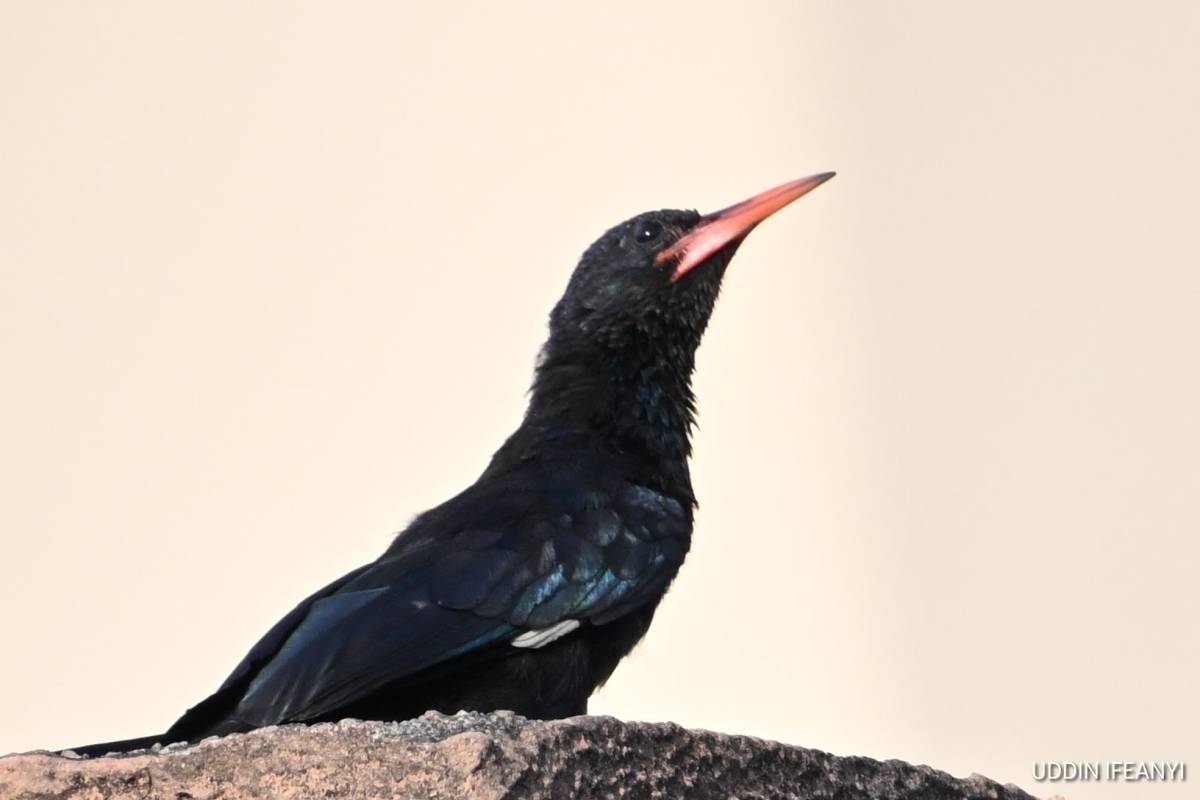 Birds of Lagos (Green Woodhoopoe - Phoeniculus purpureus).
#BirdsOfLagos