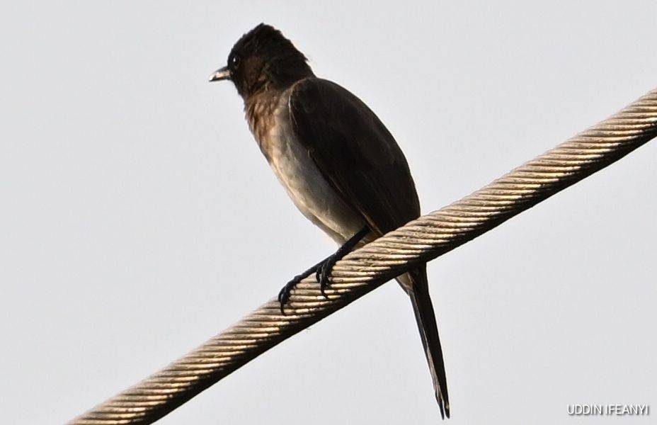 Birds of Lagos (Common Bulbul - Pycnonotus barbatus).
#BirdsOfLagos