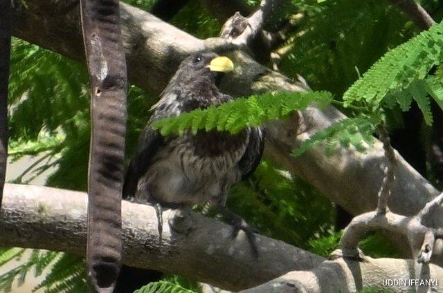 Birds of Lagos (Western Plantain-eater - Crinifer piscator).
#BirdsOfLagos