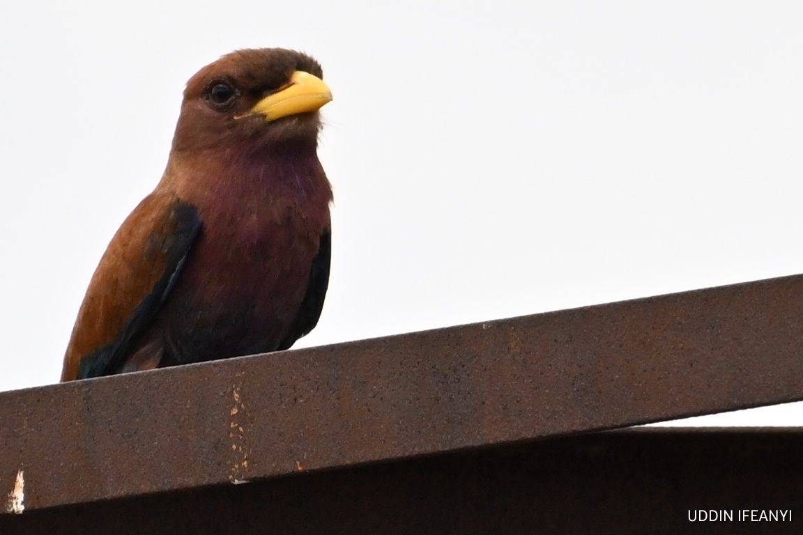 Birds of Lagos (Broad-billed Roller - Eurystomus glaucurus).
#BirdsOfLagos