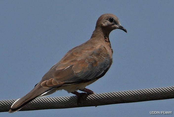 Birds of Lagos (Laughing Dove - Spilopelia senegalensis).
#BirdsOfLagos