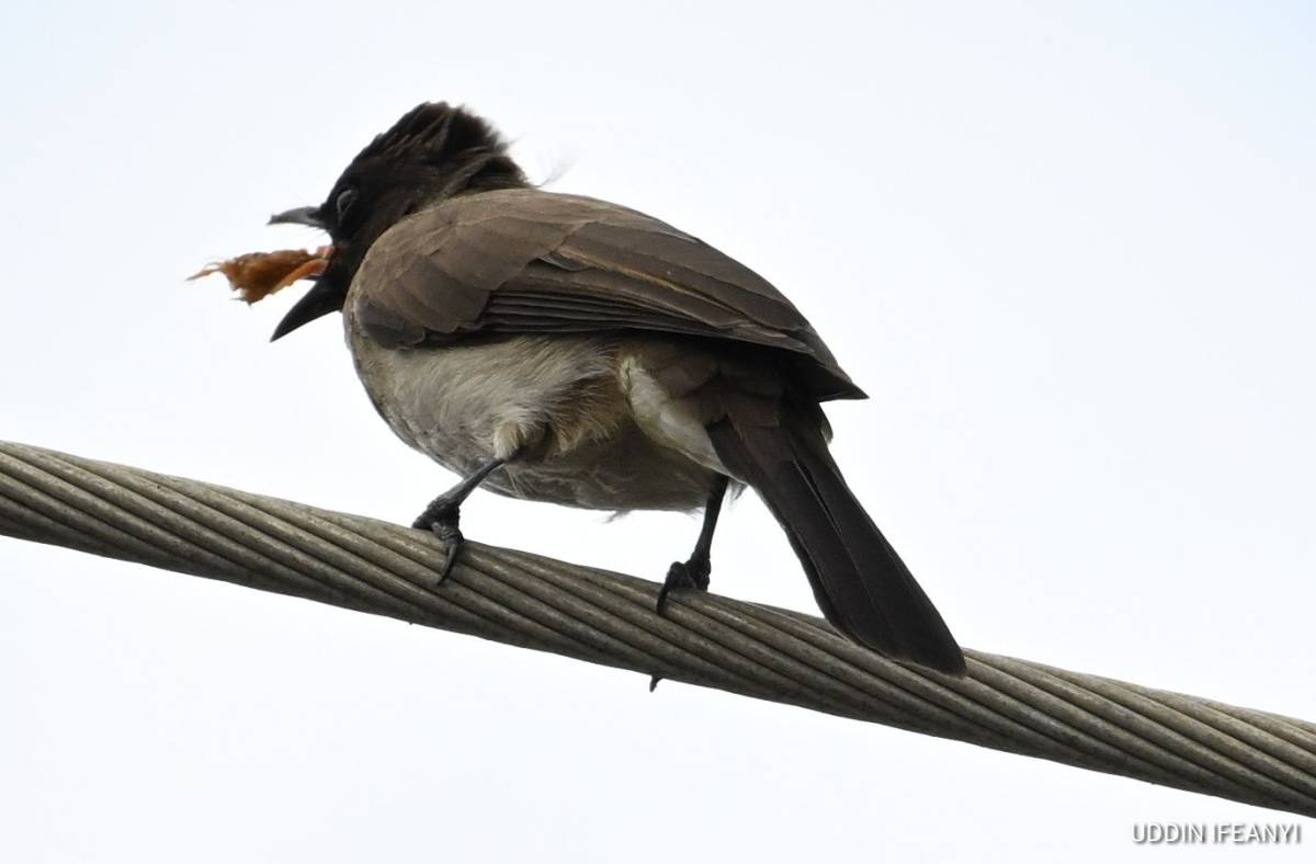 Birds of Lagos (African Thrush - Turdus pelios).
#BirdsOfLagos