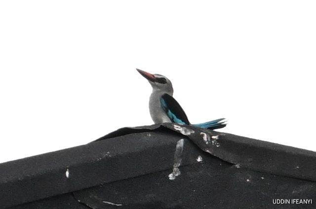 Birds of Lagos (Woodland Kingfisher - Halcyon senegalensis).
#BirdsOfLagos