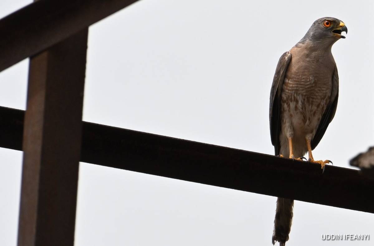 Birds of Lagos (Shikra -Tachyspiza badia).
#BirdsOfLagos