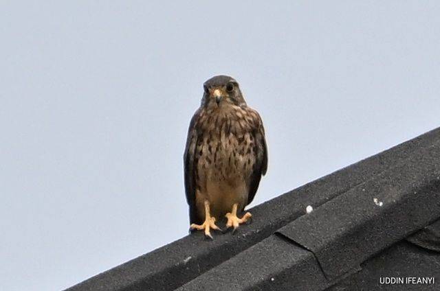 Birds of Lagos (Common Kestrel - Falco tinnunculus).
#BirdsOfLagos