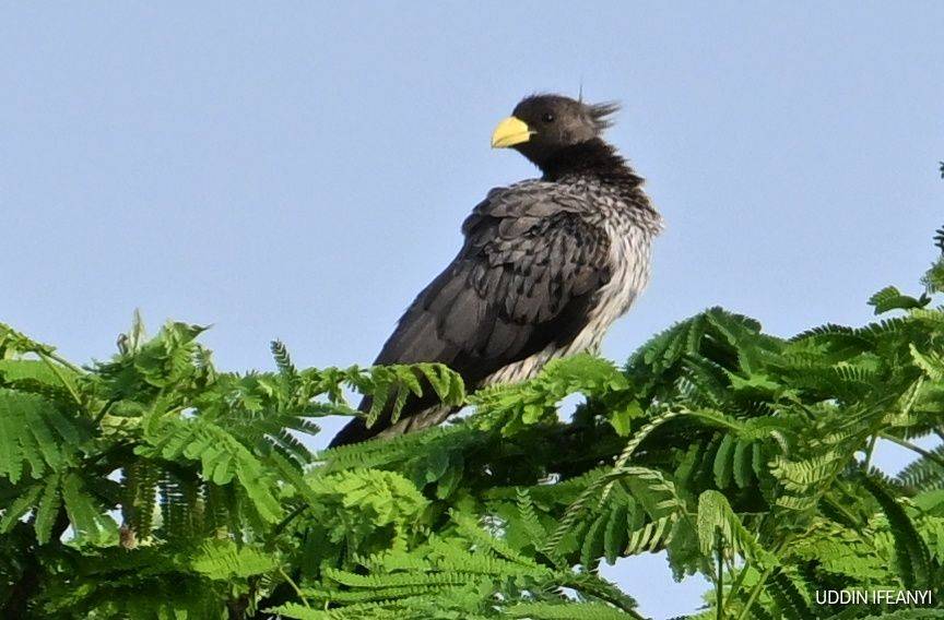 Birds of Lagos (Western Plantain-eater - Crinifer piscator).
#BirdsOfLagos