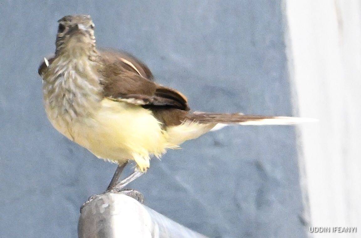 Birds of Lagos (Swamp palm bulbul - Thescelocichla leucopleura).
#BirdsOfLagos