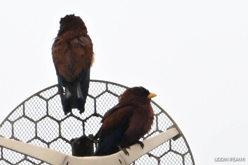 (After the rain) Birds of Lagos (Broad-billed Roller - Eurystomus glaucurus).
#BirdsOfLagos