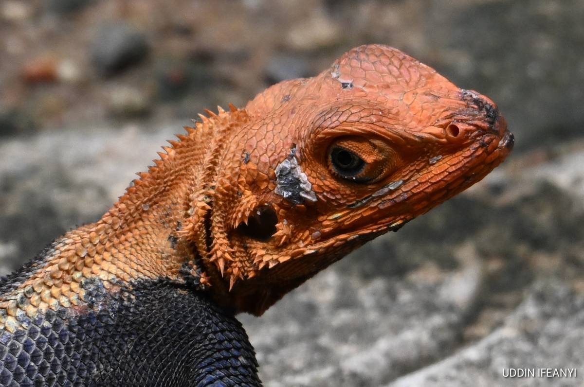 The red-headed rock agama (Agama agama).