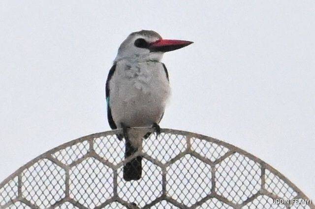 Birds of Lagos (Woodland Kingfisher - Halcyon senegalensis).
#BirdsOfLagos