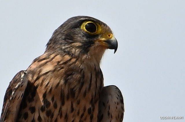 Birds of Lagos (Common Kestrel - Falco tinnunculus).
#BirdsOfLagos