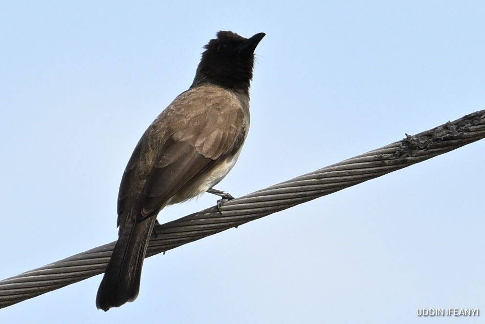 Birds of Lagos (Common Bulbul - Pycnonotus barbatus).
#BirdsOfLagos