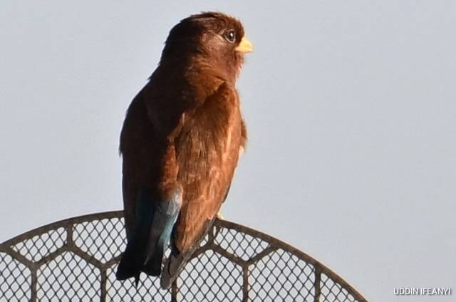 Birds of Lagos (juvenile Broad-billed Roller - Eurystomus glaucurus).
#BirdsOfLagos