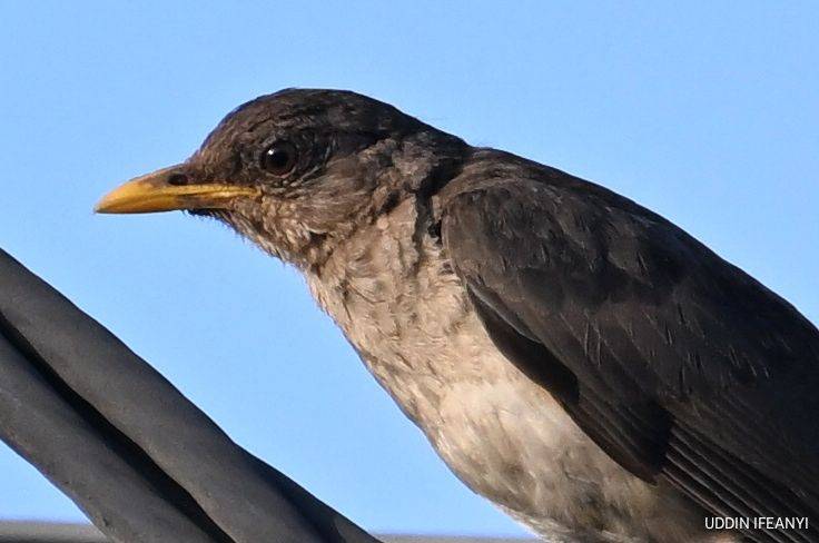 Birds of Lagos (African Thrush - Turdus pelios).
#BirdsOfLagos