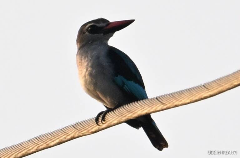 Birds of Lagos (Woodland Kingfisher - Halcyon senegalensis).
#BirdsOfLagos