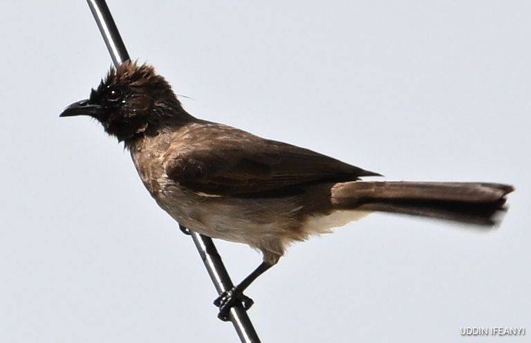 Birds of Lagos (Common Bulbul - Pycnonotus barbatus).
#BirdsOfLagos