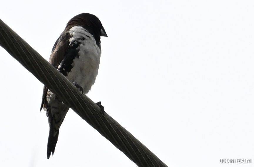 Birds of Lagos (Bronze Mannikin - Spermestes cucullata).
#BirdsOfLagos