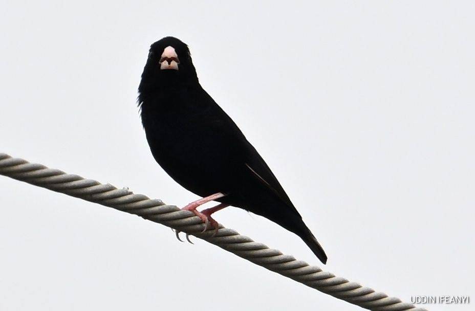 Birds of Lagos - Village Indigobird (Vidua chalybeata).
#BirdsOfLagos