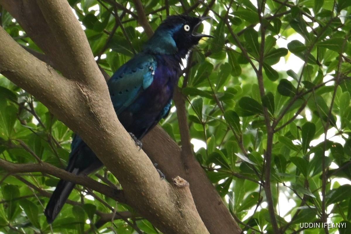 Birds of Lagos (Splendid Starling - Lamprotornis splendidus).
#BirdsOfLagos