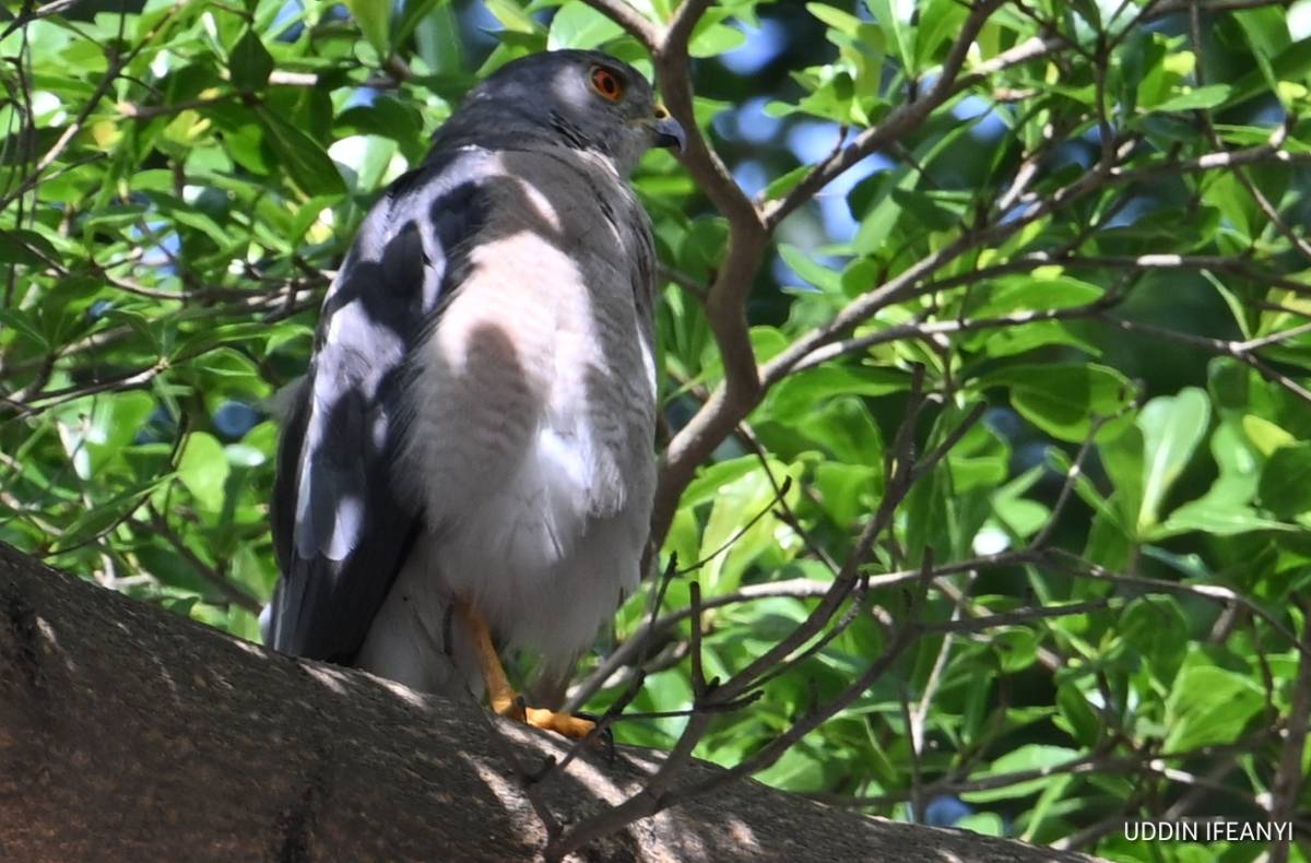 Birds of Lagos (Shikra -Tachyspiza badia).
#BirdsOfLagos