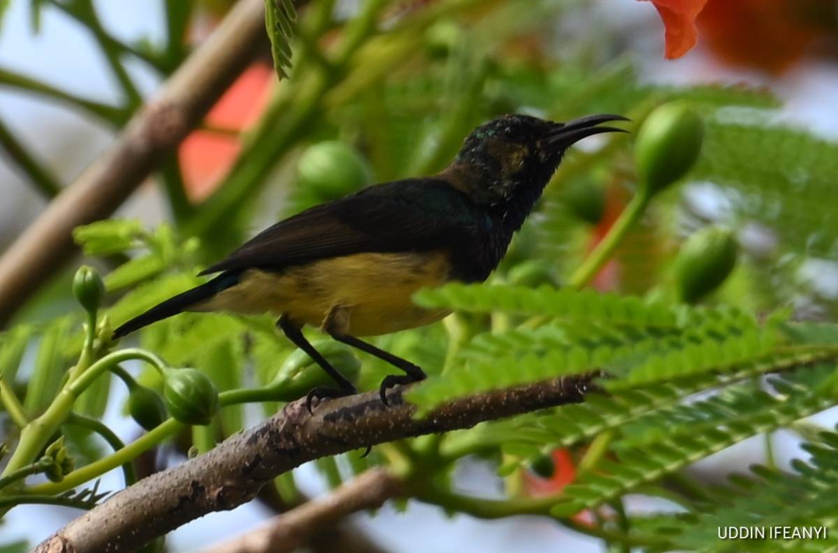 Birds of Lagos (Variable Sunbird -Cinnyris venustus).
#BirdsOfLagos