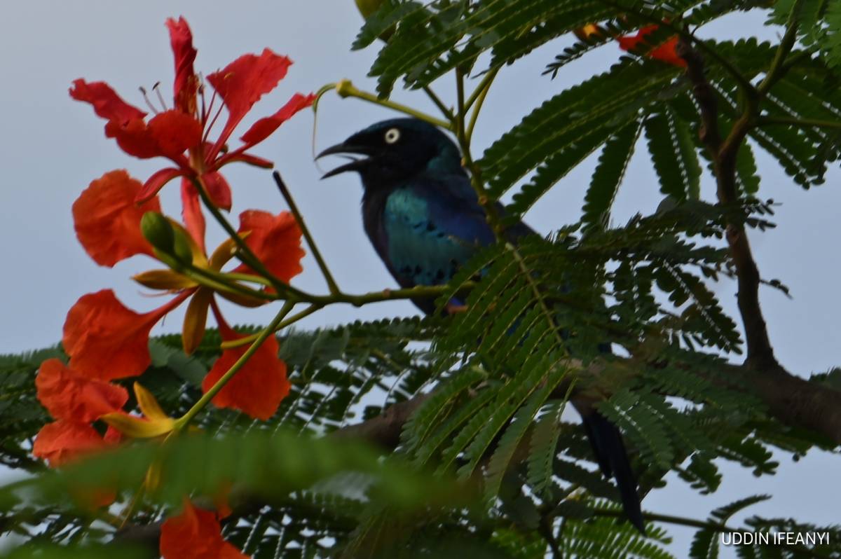 Birds of Lagos (Splendid Starling - Lamprotornis splendidus).
#BirdsOfLagos
