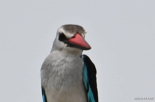Birds of Lagos (Woodland Kingfisher - Halcyon senegalensis).
#BirdsOfLagos