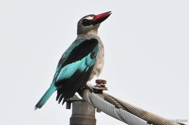 Birds of Lagos (Woodland Kingfisher - Halcyon senegalensis).
#BirdsOfLagos