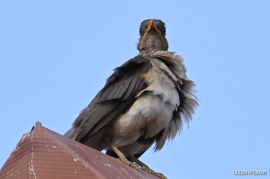Birds of Lagos (African Thrush - Turdus pelios).
#BirdsOfLagos