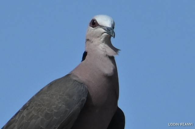 Birds of Lagos (Red-eyed Dove - Streptopelia semitorquata).
#BirdsOfLagos