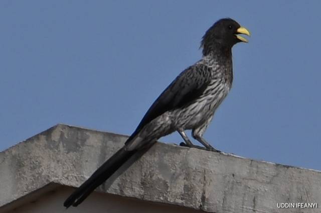 Birds of Lagos (Western Plantain-eater - Crinifer piscator).
#BirdsOfLagos