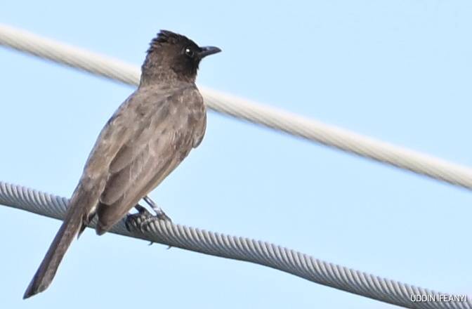 Birds of Lagos (Common Bulbul - Pycnonotus barbatus).
#BirdsOfLagos