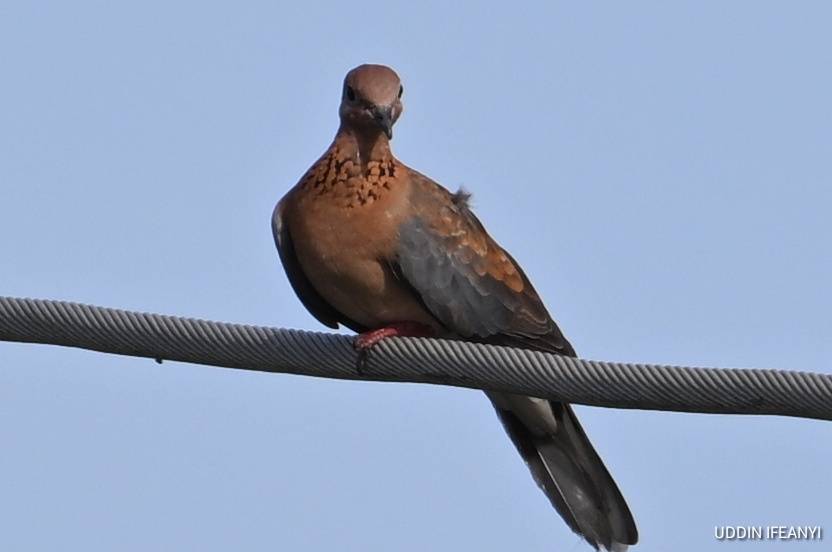 Birds of Lagos (Laughing Dove - Spilopelia senegalensis).
#BirdsOfLagos