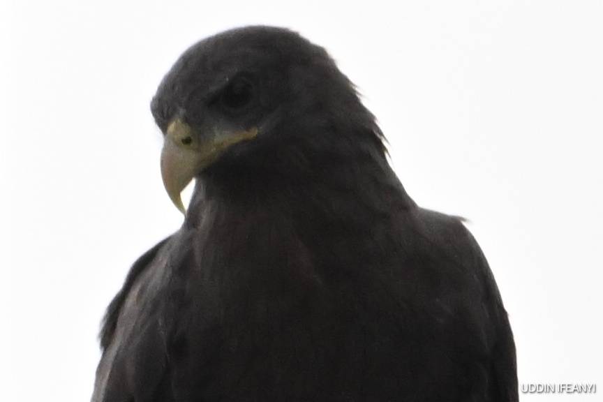 Birds of Lagos (Western banded snake eagle - Circaetus cinerascens).
#BirdsOfLagos