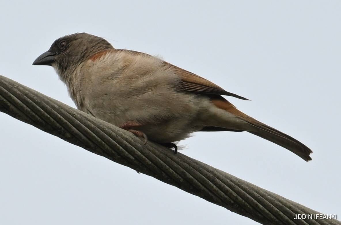 Birds of Lagos (Northern grey-headed sparrow - Passer griseus).
#BirdsOfLagos