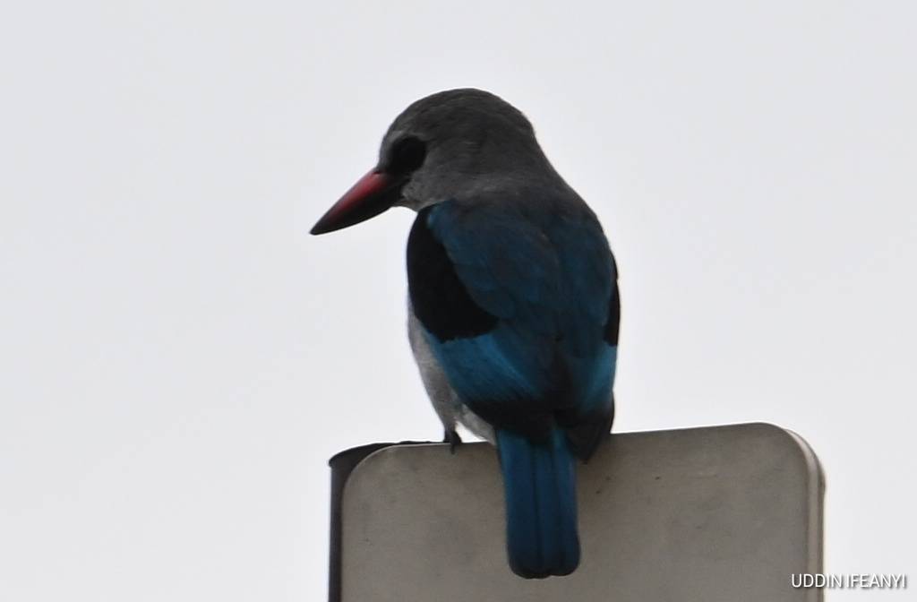 Birds of Lagos (Woodland Kingfisher - Halcyon senegalensis).
#BirdsOfLagos