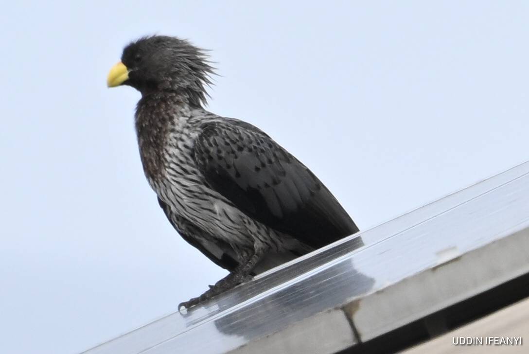Birds of Lagos (Western Plantain-eater - Crinifer piscator).
#BirdsOfLagos
