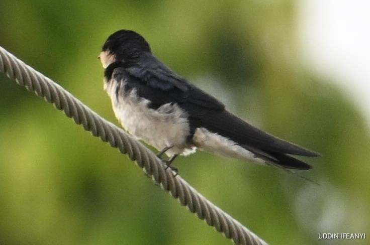 Birds of Lagos (Ethiopian swallow - Hirundo aethiopica).
#BirdsOfLagos
