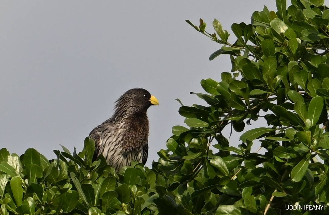 Birds of Lagos (Western Plantain-eater - Crinifer piscator).
#BirdsOfLagos