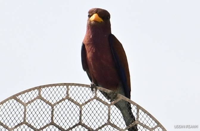 Birds of Lagos (Broad-billed Roller - Eurystomus glaucurus).
#BirdsOfLagos