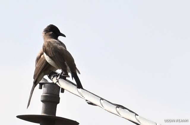 Birds of Lagos (Common Bulbul - Pycnonotus barbatus).
#BirdsOfLagos