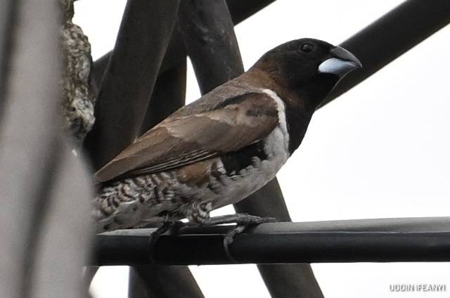 Birds of Lagos (Bronze Mannikin - Spermestes cucullata).
#BirdsOfLagos