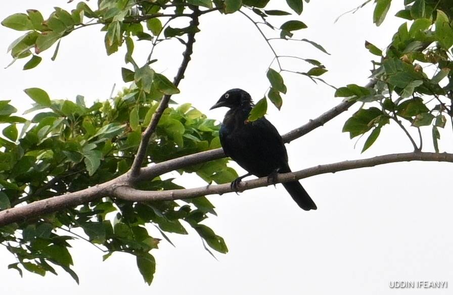 Birds of Lagos (Splendid Starling - Lamprotornis splendidus).
#BirdsOfLagos