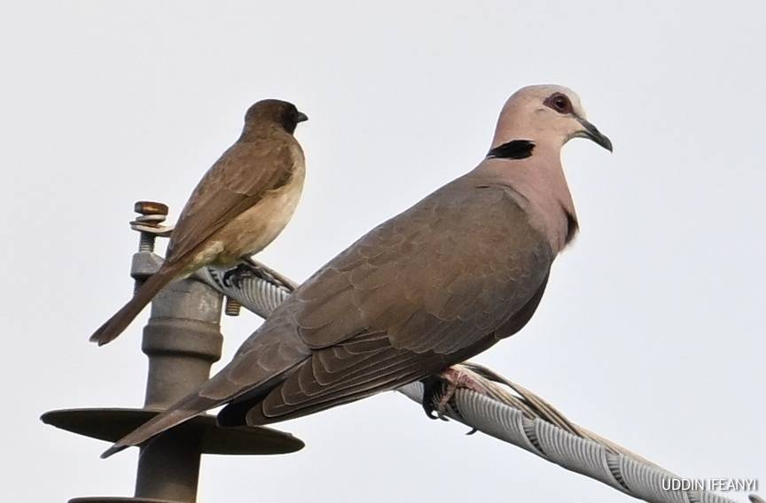 Birds of Lagos (Red-eyed Dove - Streptopelia semitorquata, and Common Bulbul - Pycnonotus barbatus)....